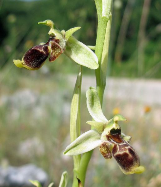 Ophrys scolopax